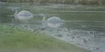 sliddery ford swans