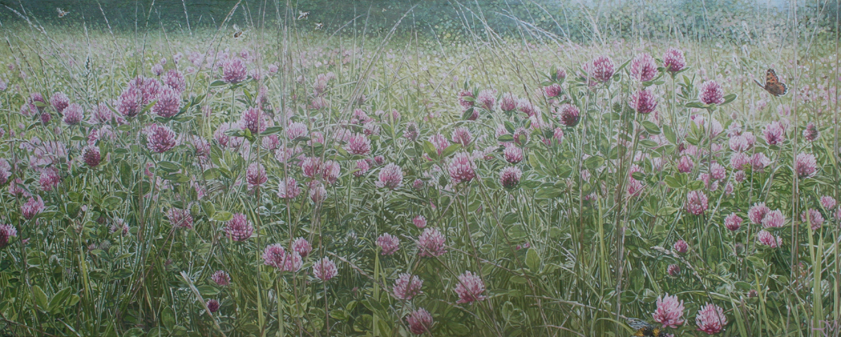 northern meadow