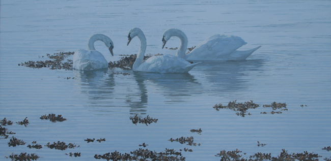 seashore swans