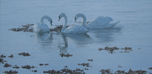 seashore swans