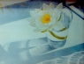 water lily in glass I
